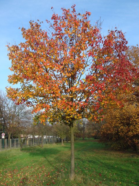 Pyrus calleyriana 'Bradford' automne